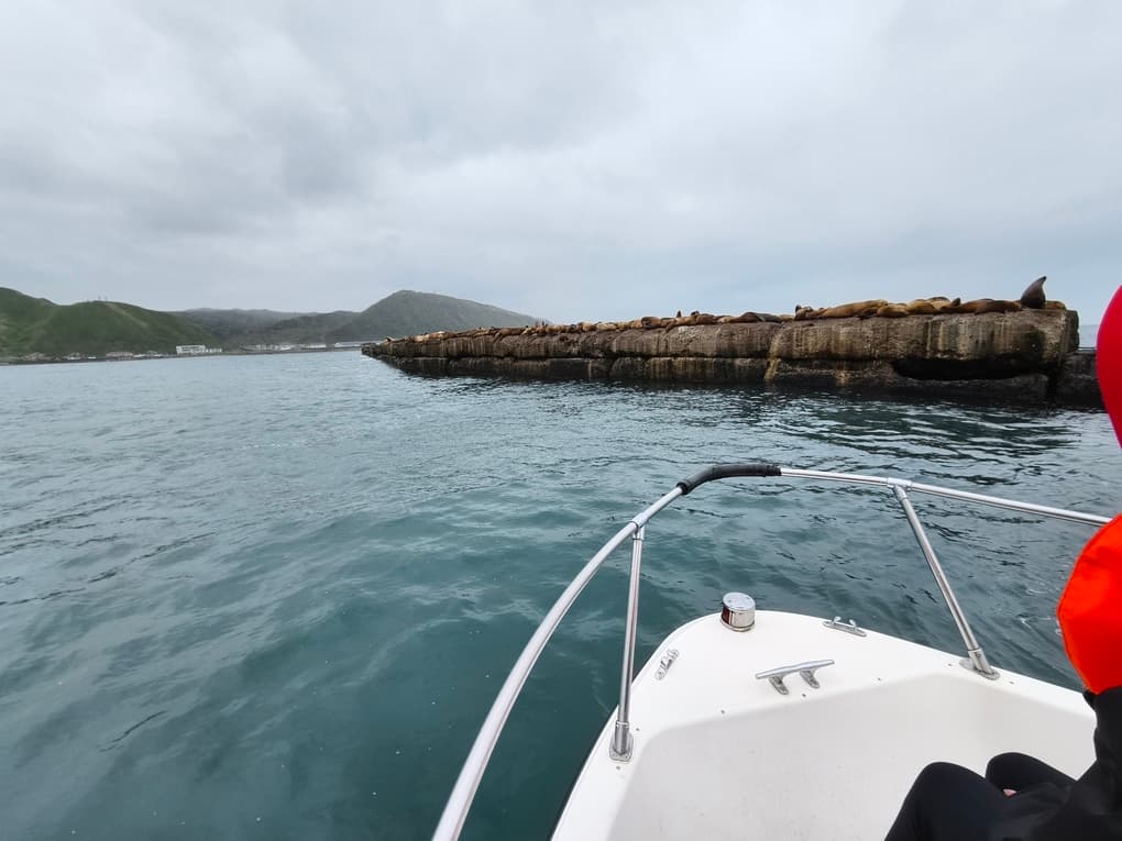 Лежбище Сивучей - фото 5