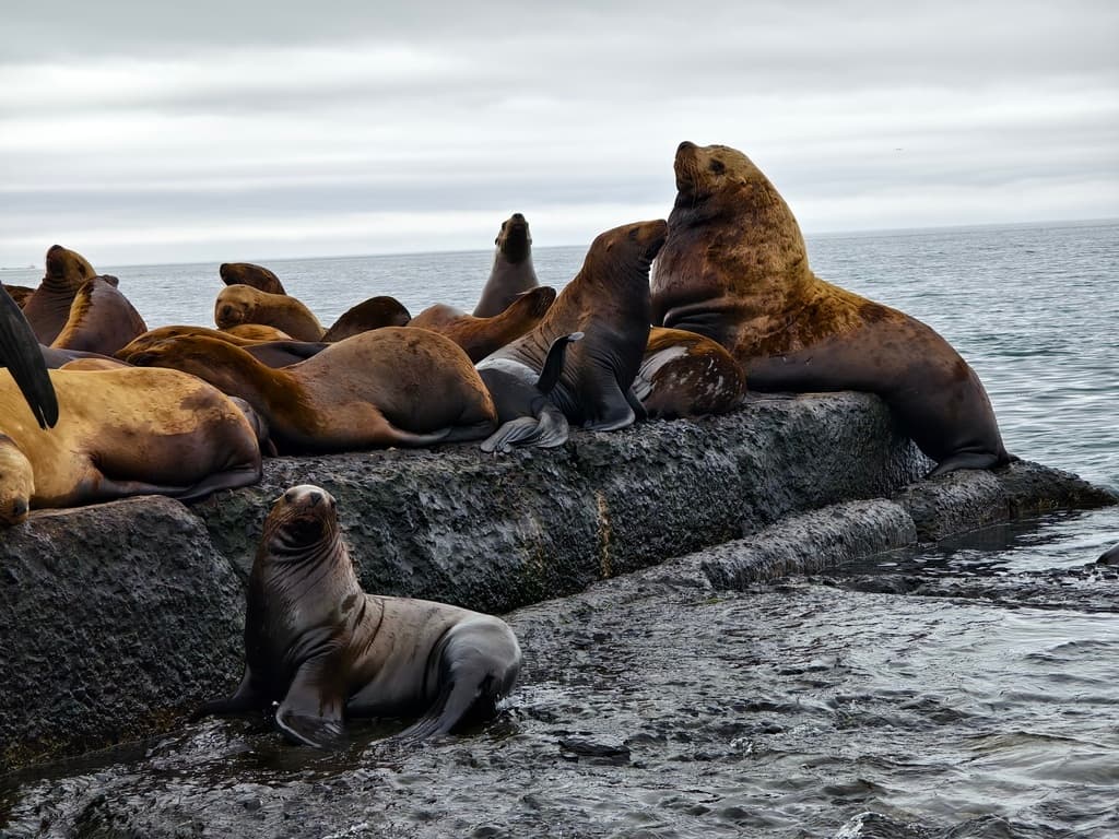 Лежбище Сивучей - фото 9