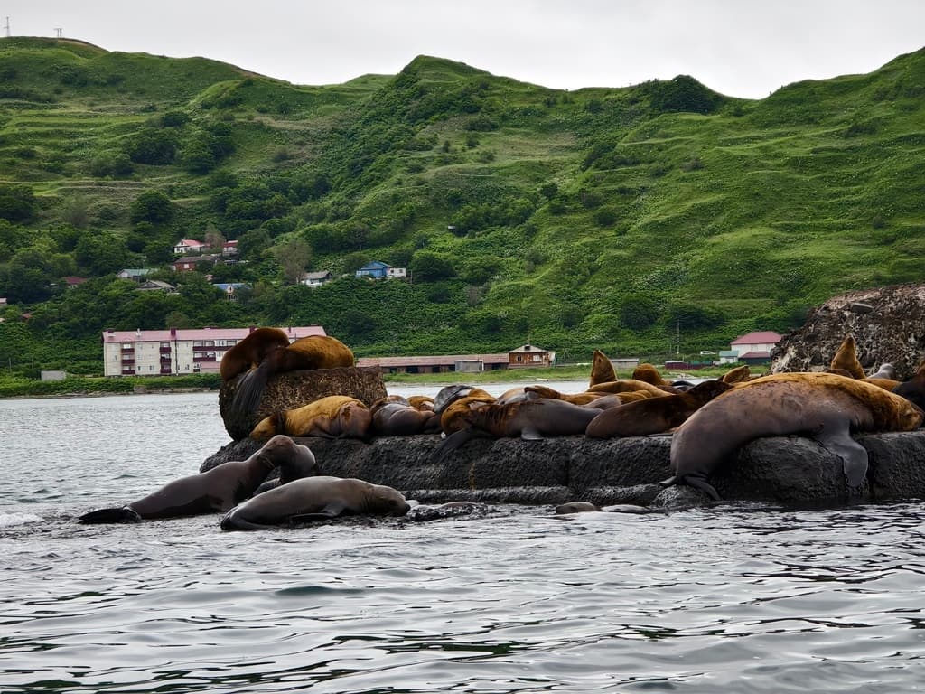 Лежбище Сивучей - фото 3