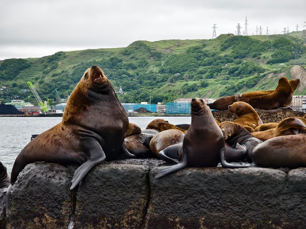 Лежбище Сивучей