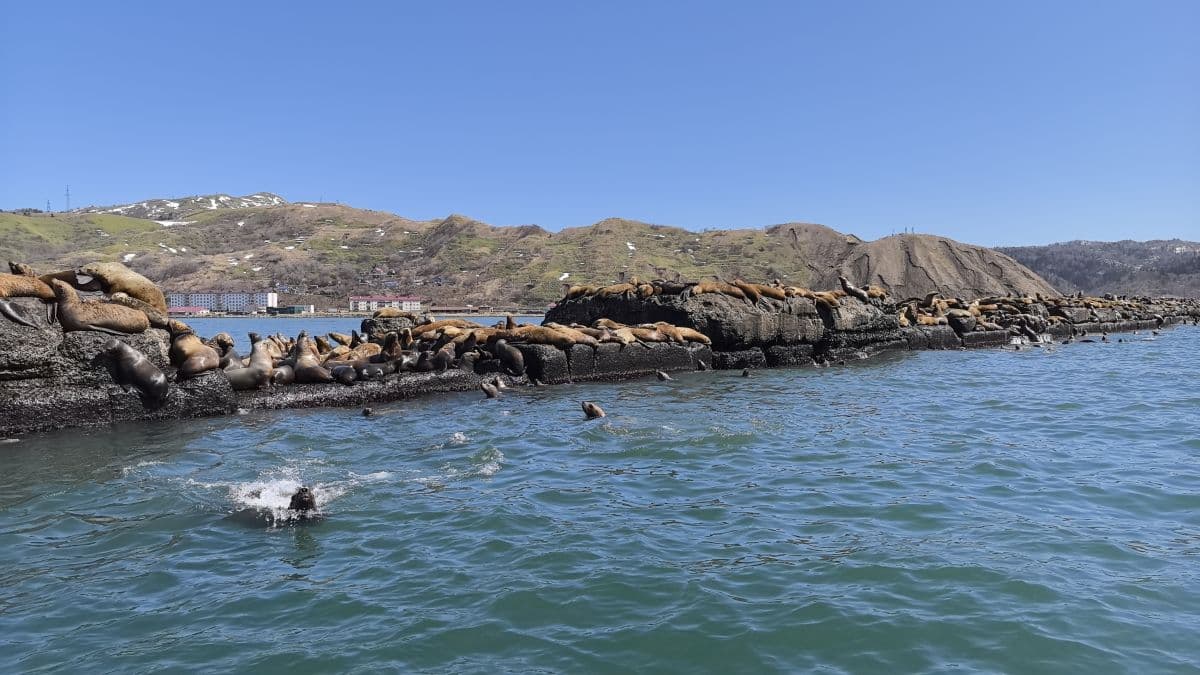 Первое знакомство с о. Сахалин (комфортный) - фото 9