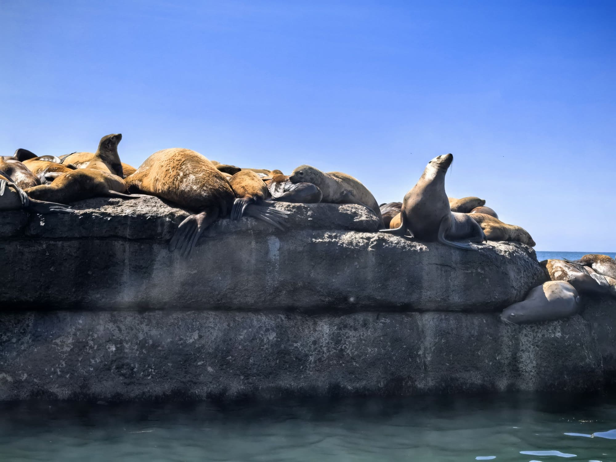 Знакомство с сивучами – морскими львами - фото 2