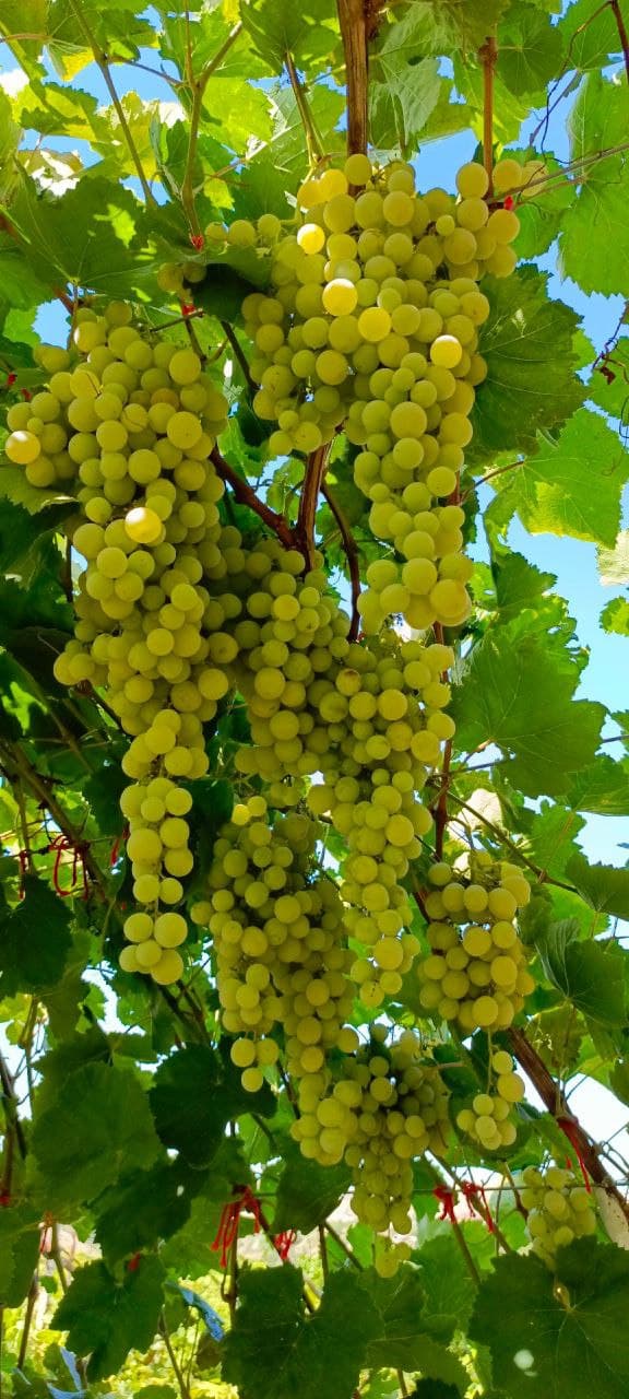 Дербент за один день: древние стены и живые фонтаны - фото 4