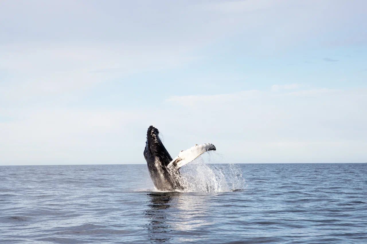 По волнам Арктики: Териберка c выходом в море - фото 4