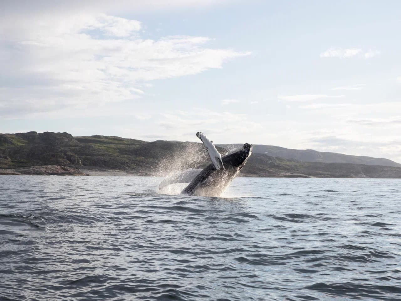 По волнам Арктики: Териберка c выходом в море - фото 5