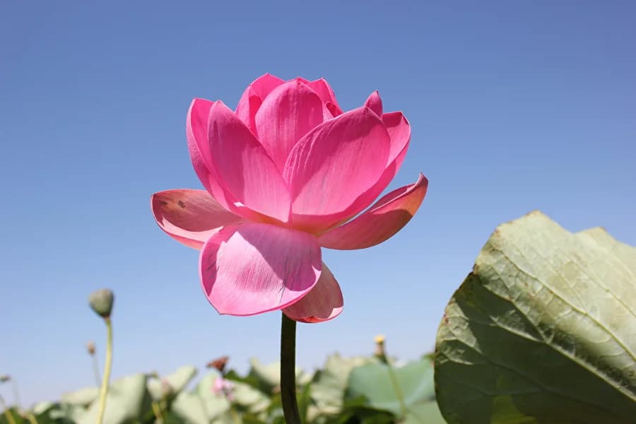 День 1 Знакомство и отдых у лотосовых полей