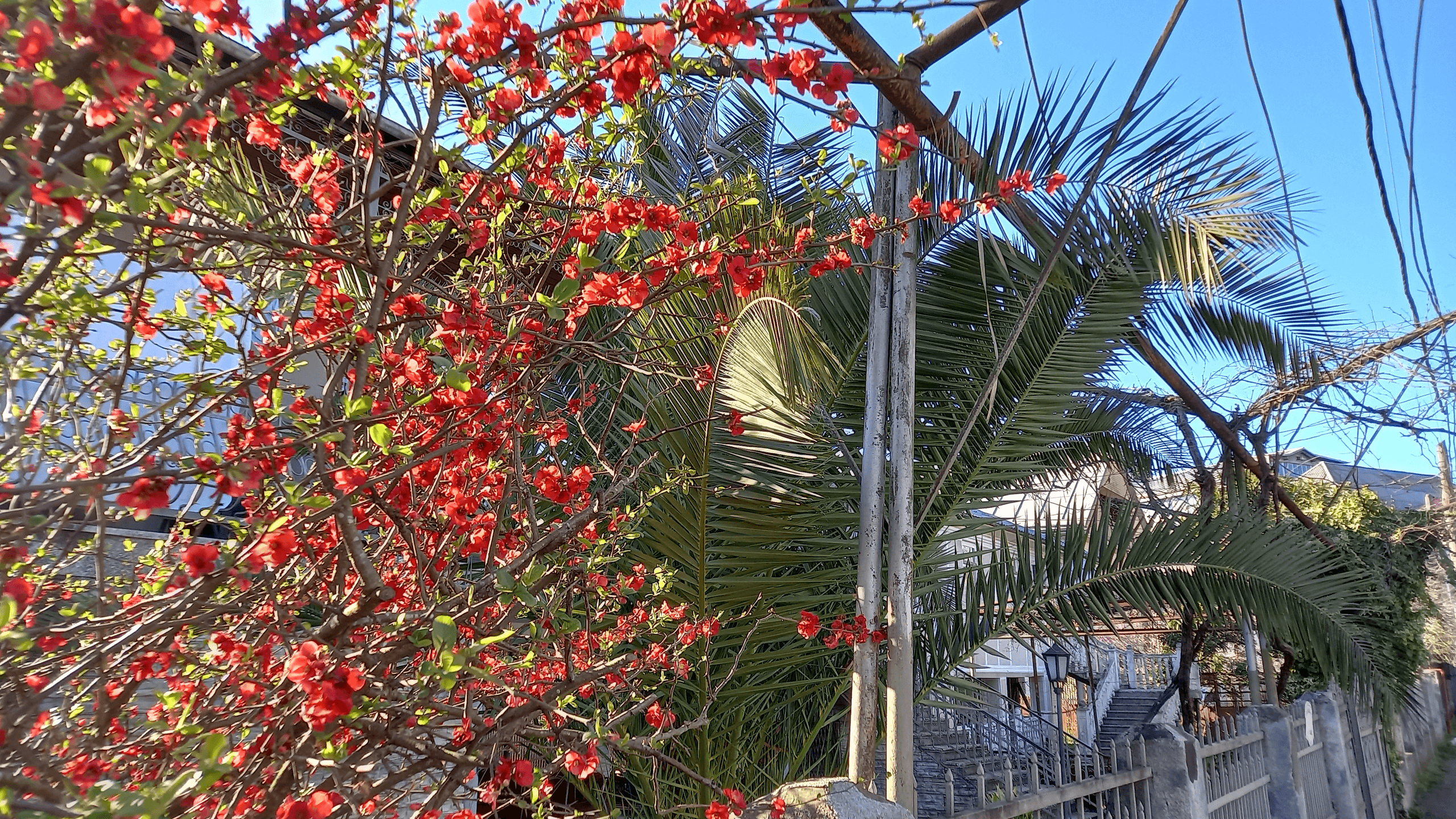 Кобулети - морской курорт Грузии - фото 10