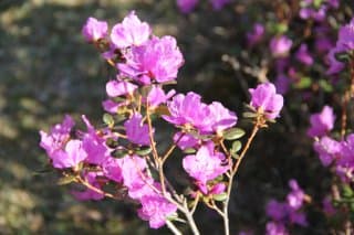 Цветение Маральника на Алтае - фото 2