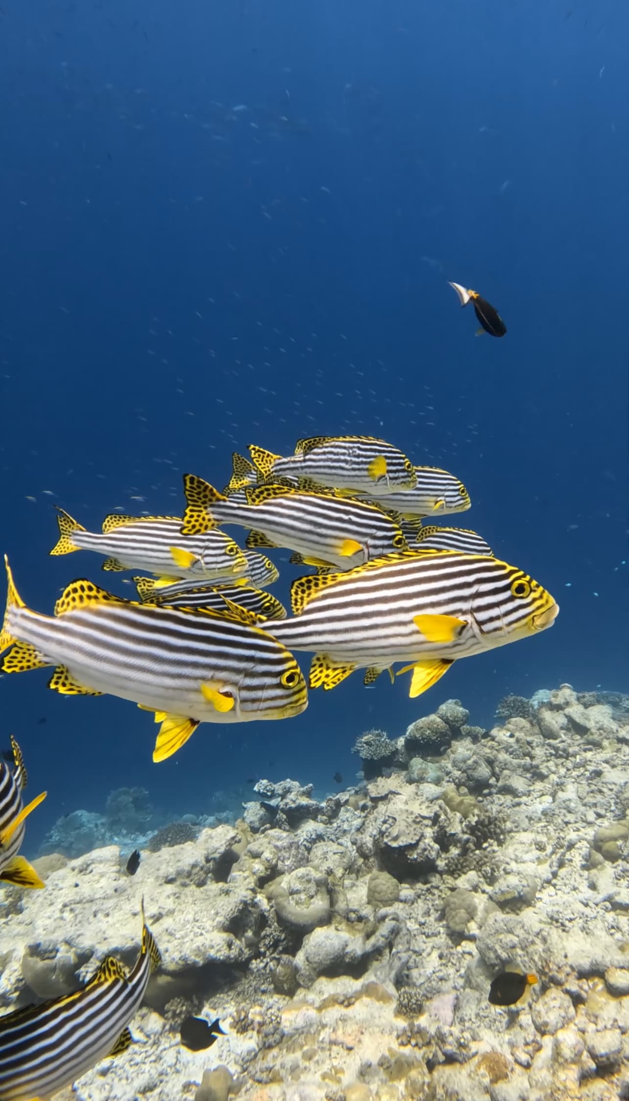 Мальдивы. Океан, Который Невозможно Забыть - фото 10