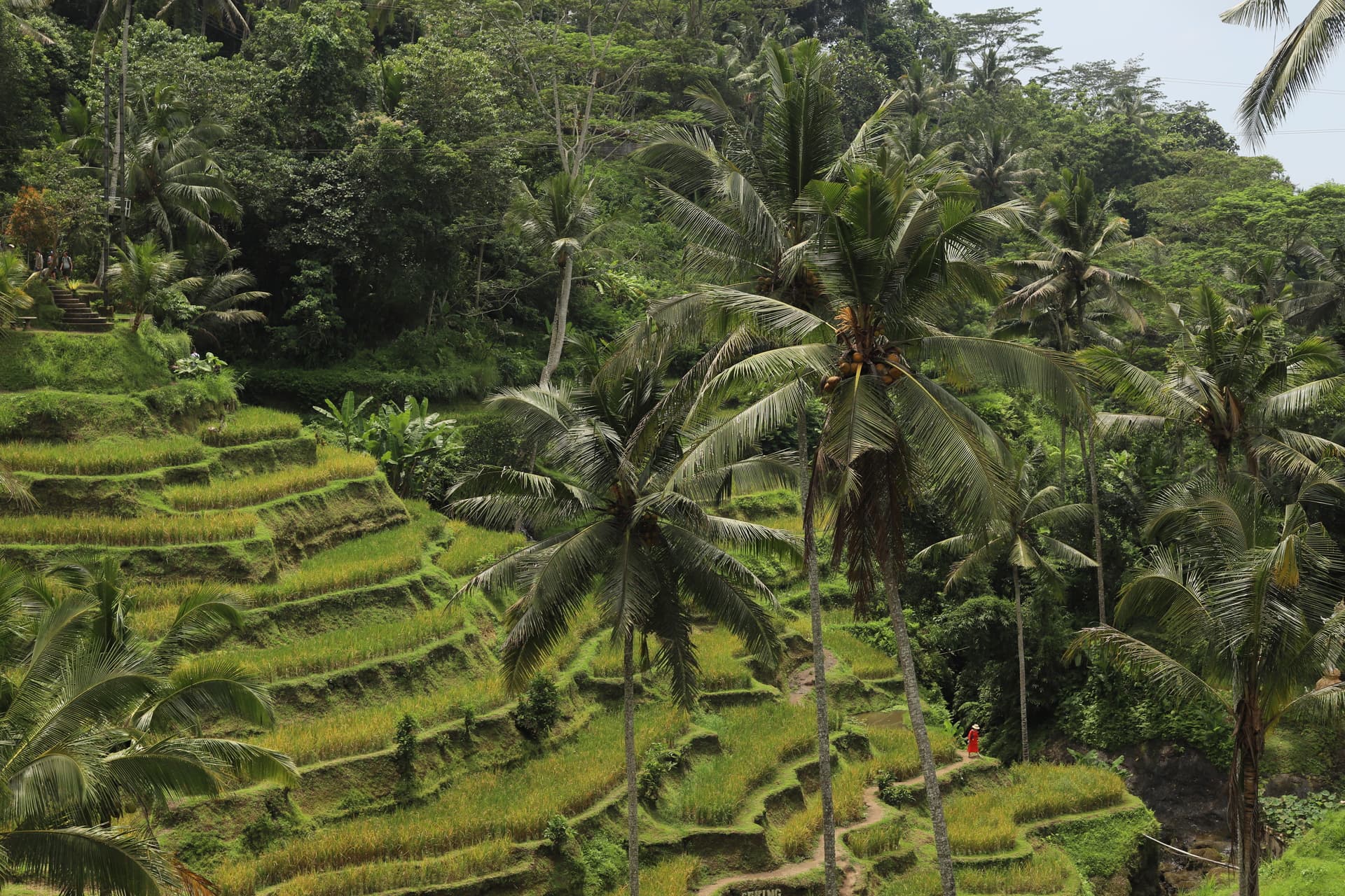 Индонезия на максималках: Бали, Гили, Нуса-Пенида - фото 2