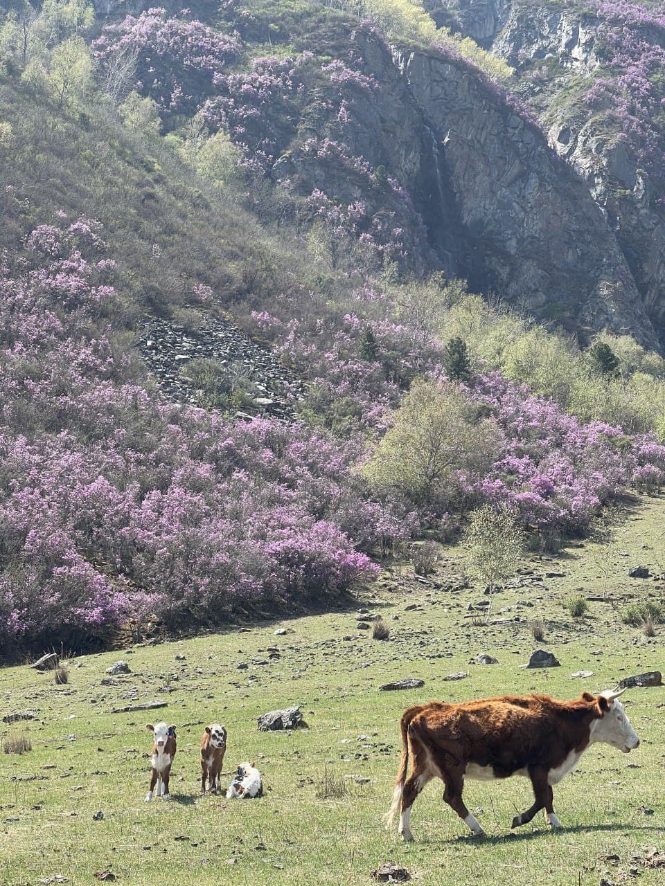 ТРАНСФЕР. ЗНАКОМСТВО С АЛТАЕМ. ОСТРОВ ПАТМОС. ЧЕМАЛЬСКАЯ ГЭС.