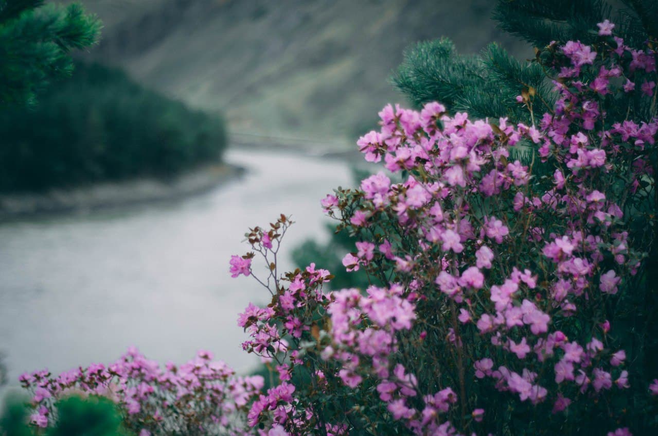 Весна на Алтае. Цветущие горы. - фото 10