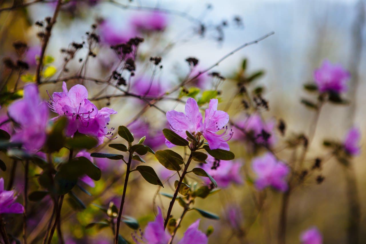 Весна на Алтае. Цветущие горы. - фото 9