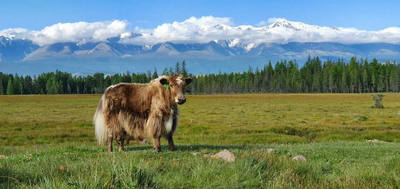 Алтайский калейдоскоп. Лето - фото 1