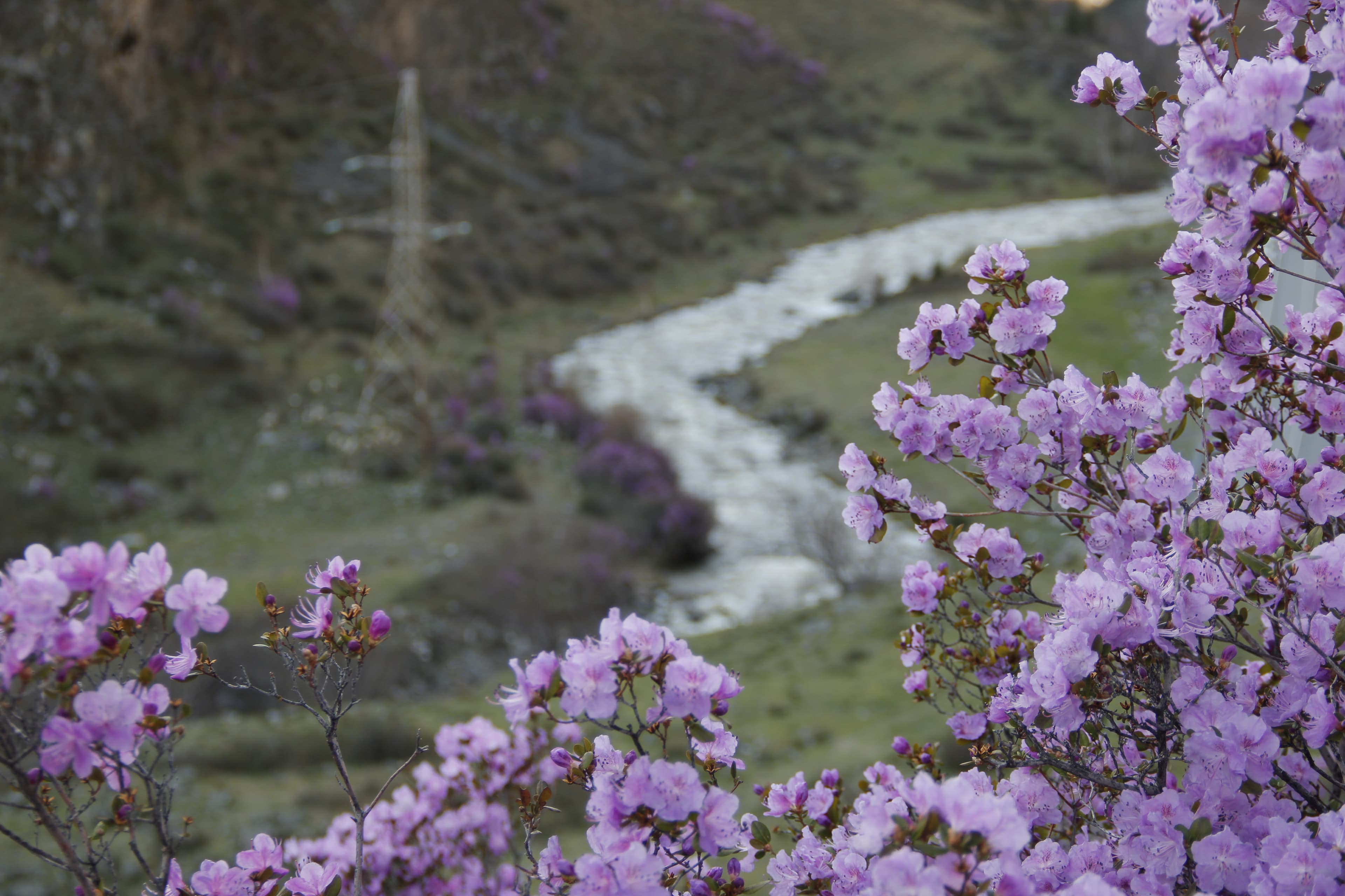 Цветущий Чуйский тракт