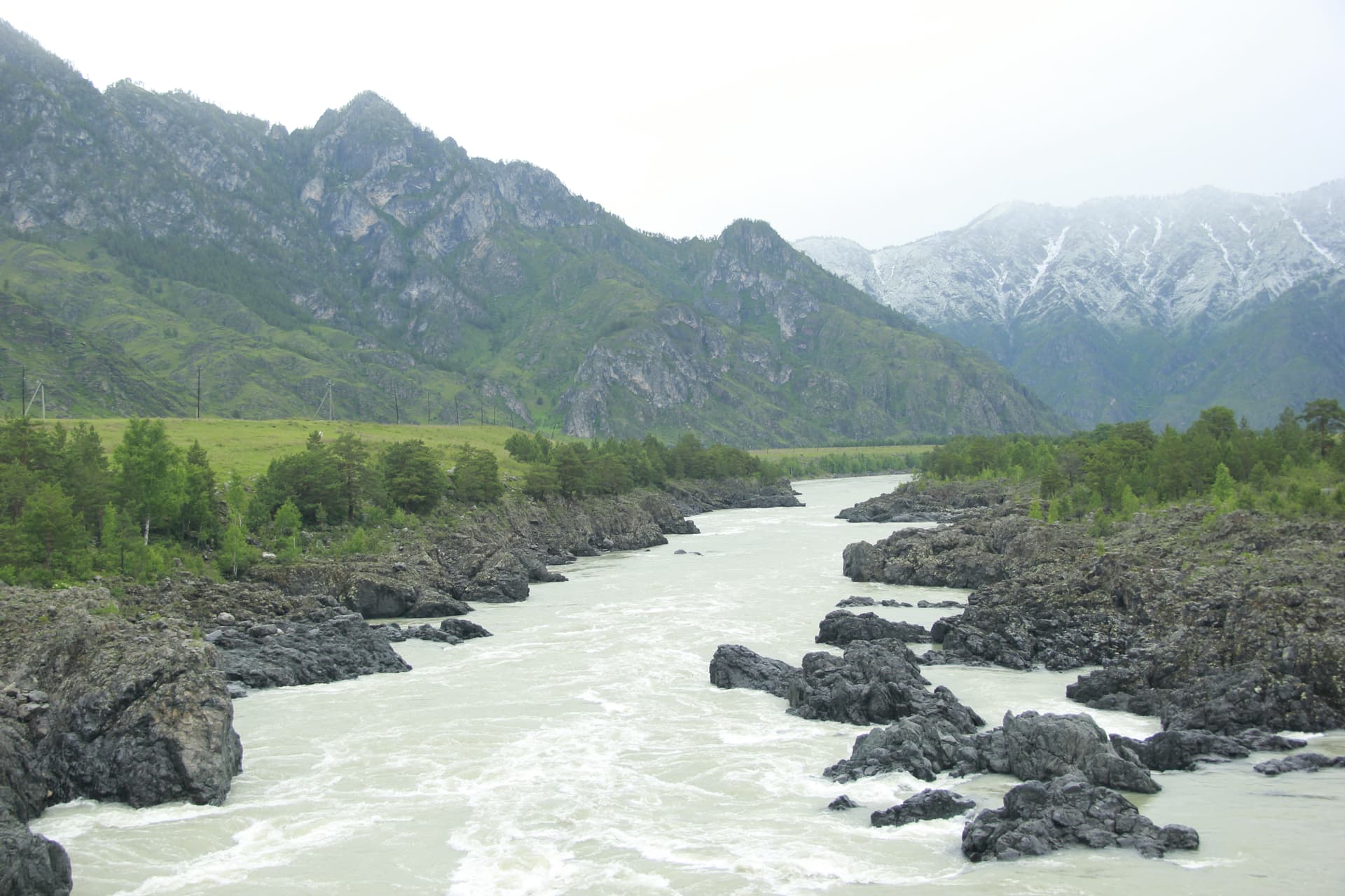 Цветение Маральника на Алтае - фото 5