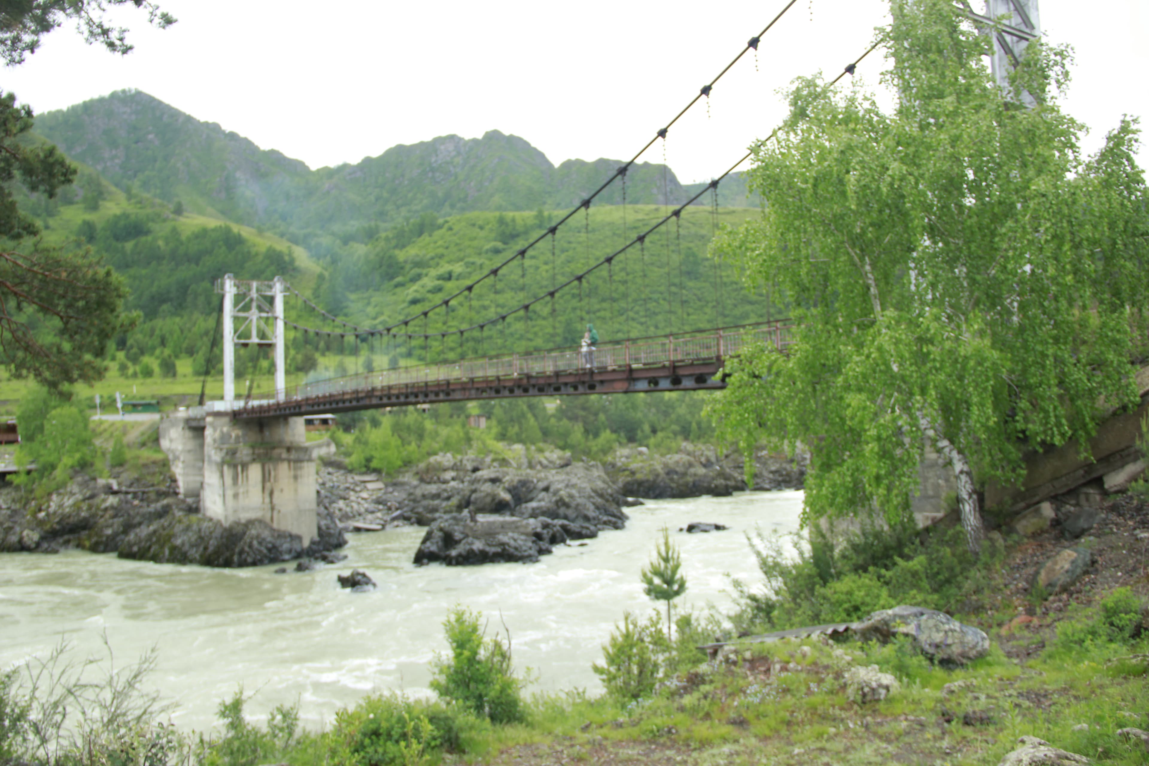 Цветение Маральника на Алтае - фото 6