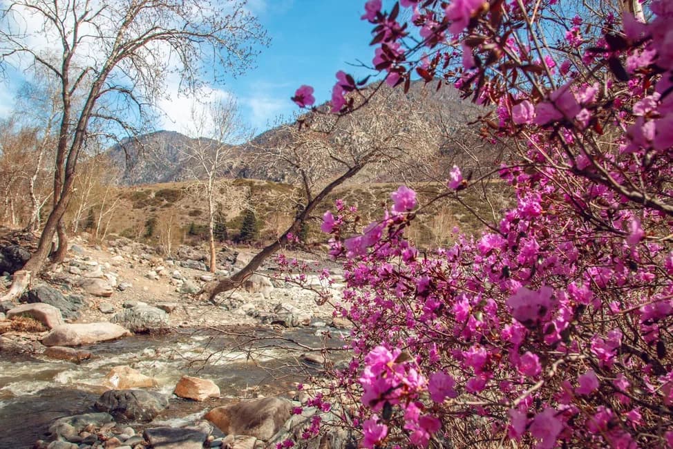 Автотур «Цветение маральника 4 дня» - фото 7