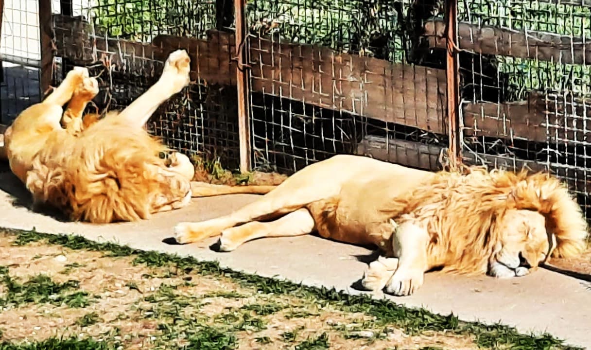 Сафари-парк "Тайган" - фото 2