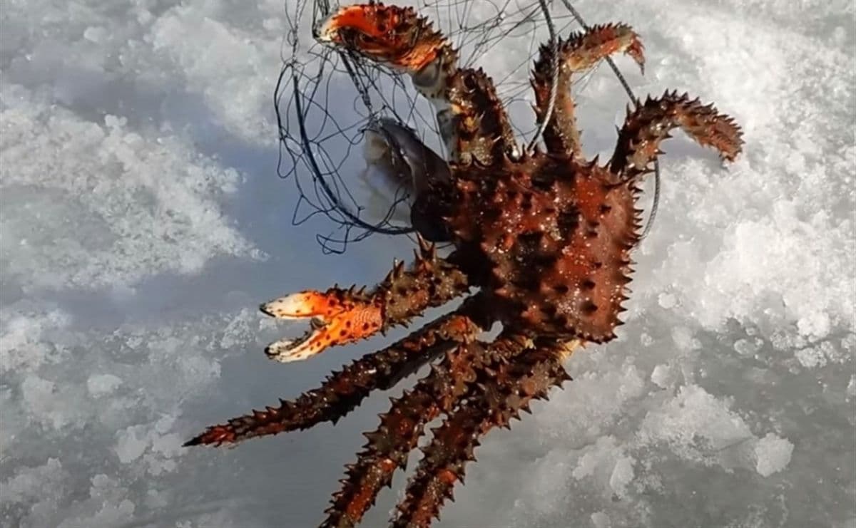 Горнолыжный Сахалин: На пике впечатлений (Комфортный) - фото 6