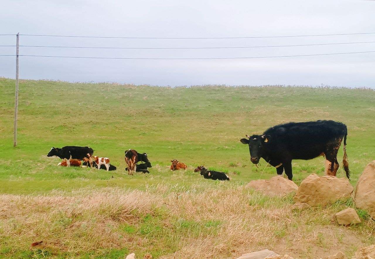 Мыс Виндис и «Гора Коврижка»​ - фото 4