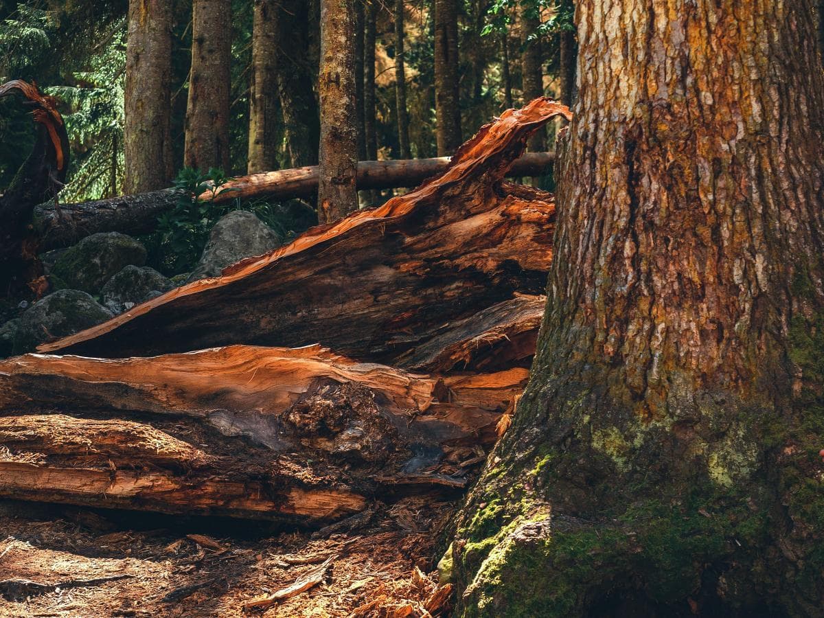 ВЕСЕННИЙ КАВКАЗ: Побег из «Каменных джунглей» 4 Дня / 3 Ночи - фото 5