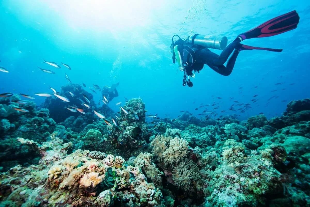 Дайвинг тур в Японском море