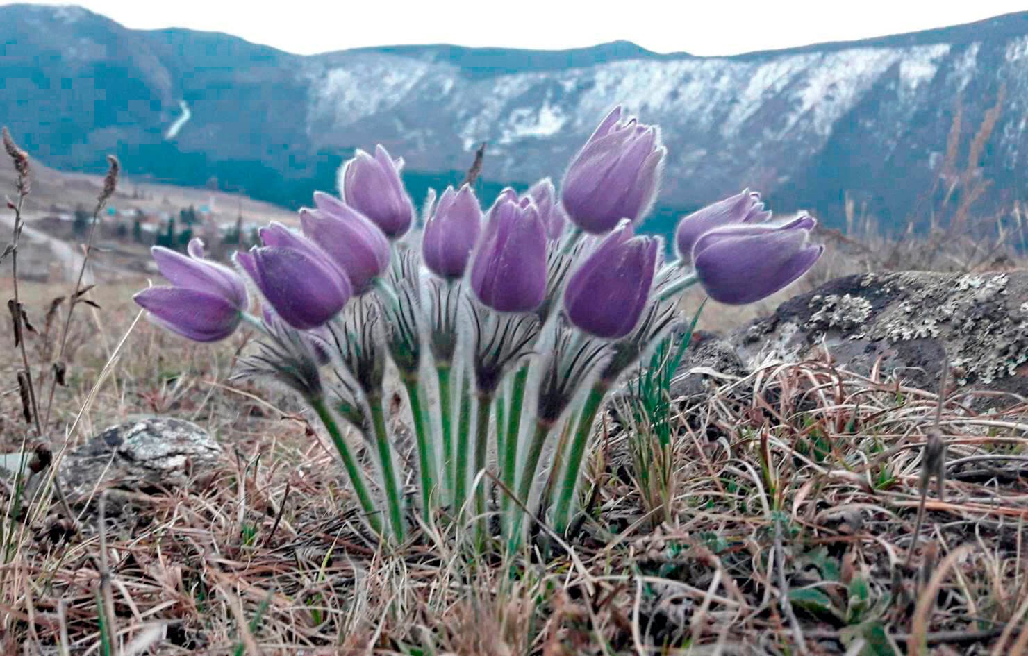 "Яркий Алтай", весеннее автопутешествие - фото 1