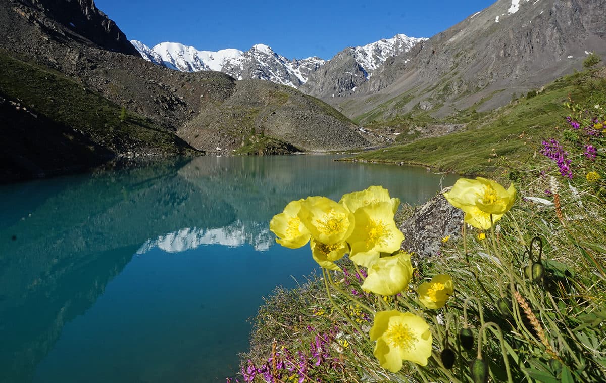 "Изумруды Алтая", легкий поход с вьючными лошадьми - фото 1