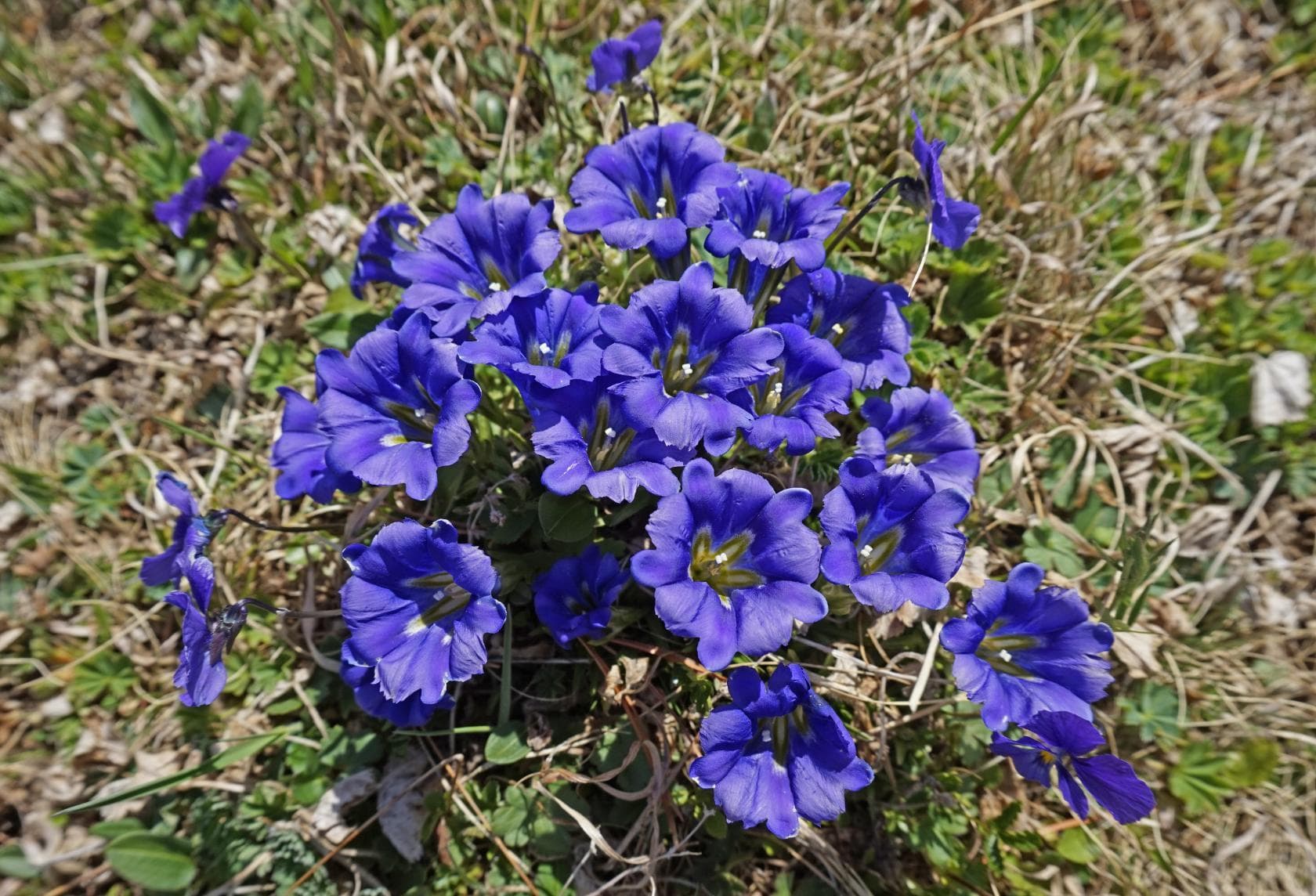 "Цветущий Алтай", экспресс-тур для ценителей красоты - фото 5