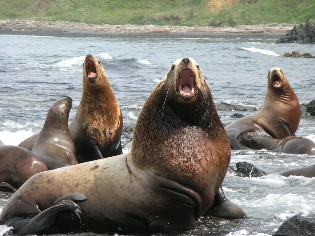 Знакомство с сивучами – морскими львами - фото 3