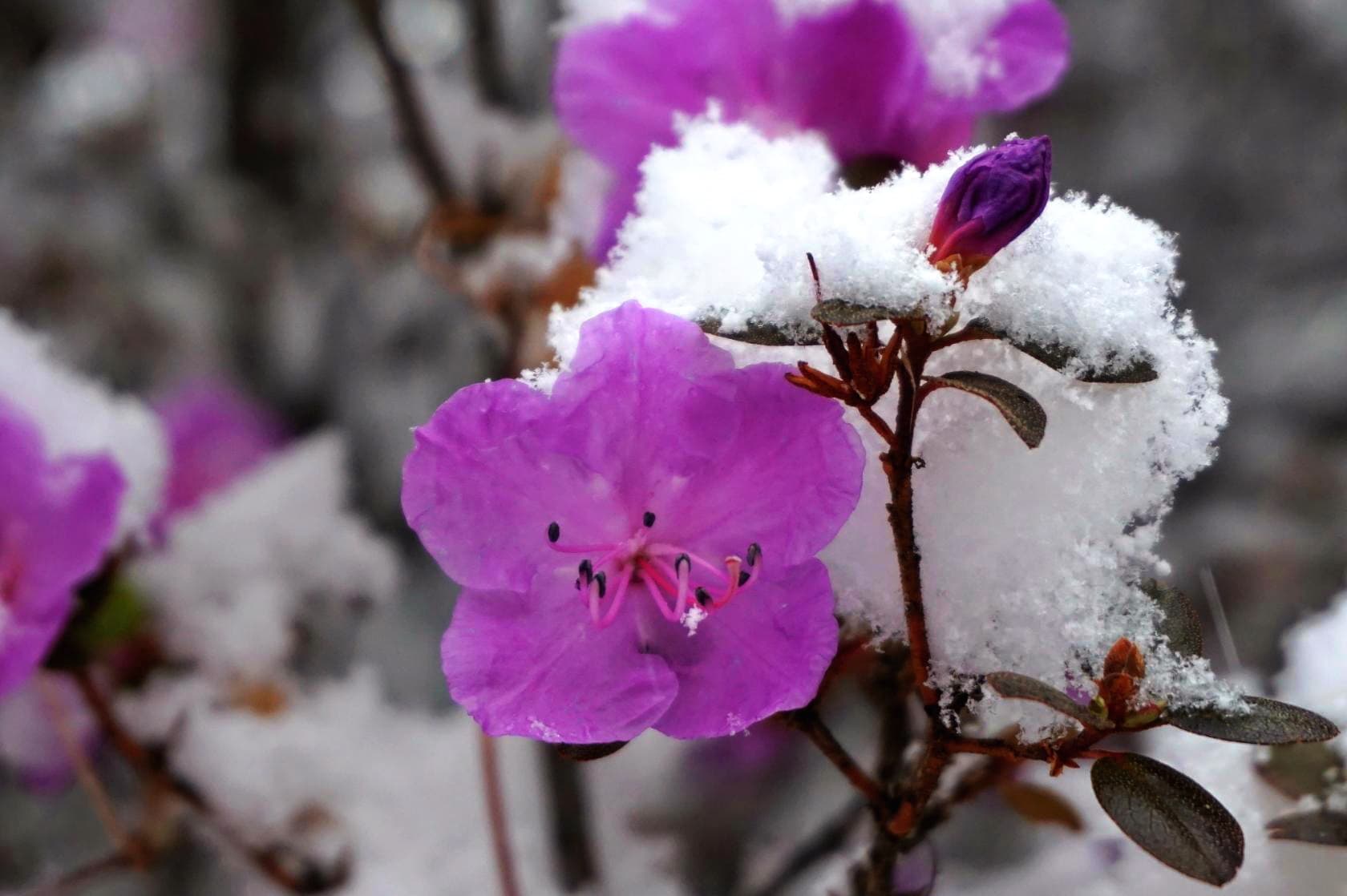 "Яркий Алтай", весеннее автопутешествие - фото 2