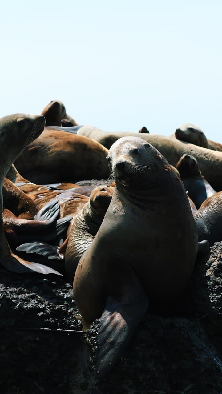 Что за лев этот Сивуч - фото 5