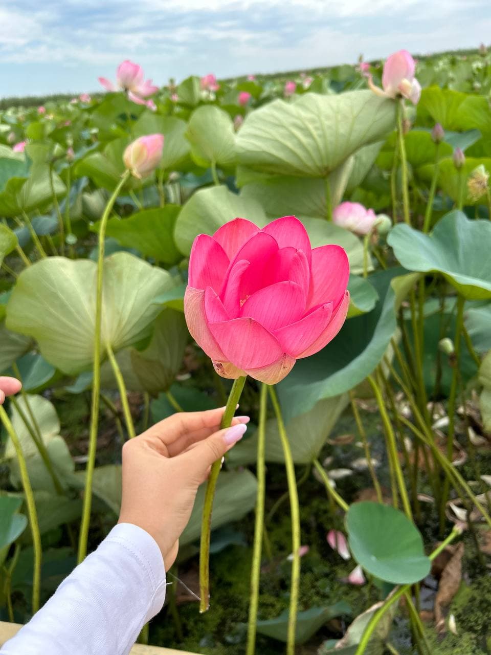 Лотосы в Европе 5 дней / 4 ночи - фото 9