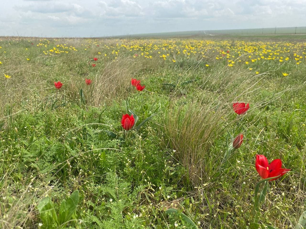 🌷 Тур «Калмыкия: Фестиваль Тюльпанов» - фото 4