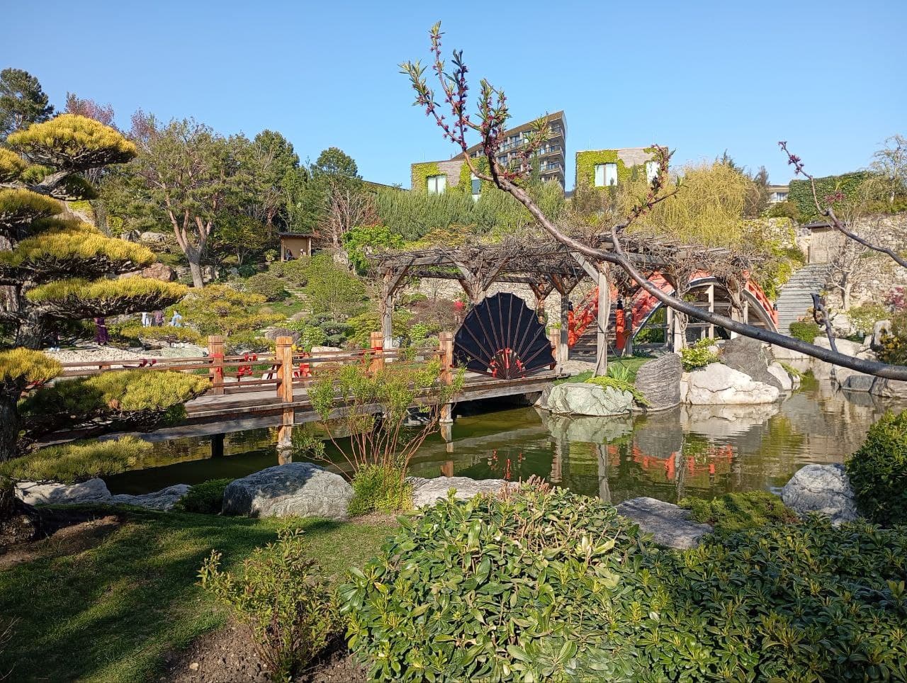 Цветение сакур в Японском саду. - фото 3