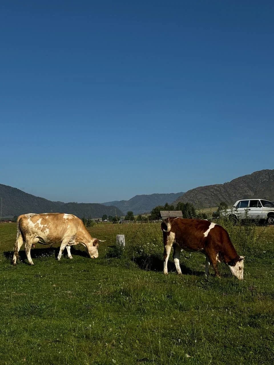 Встреча с Алтаем