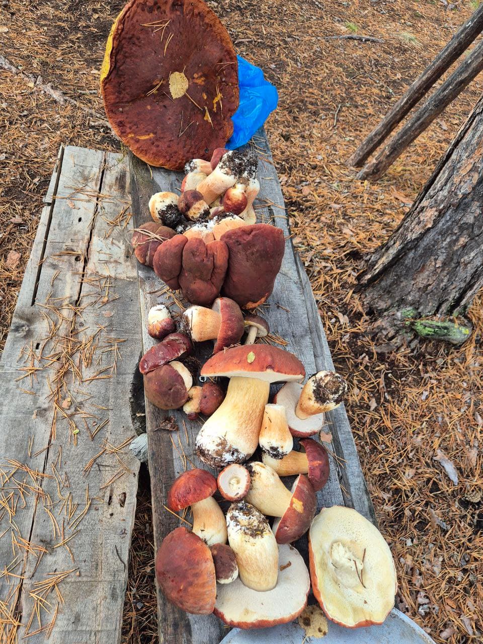 Программа трех дней