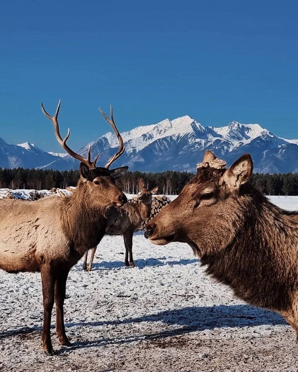 Аршан: однодневная экскурсия (с Иркутска/Листвянки) - фото 1