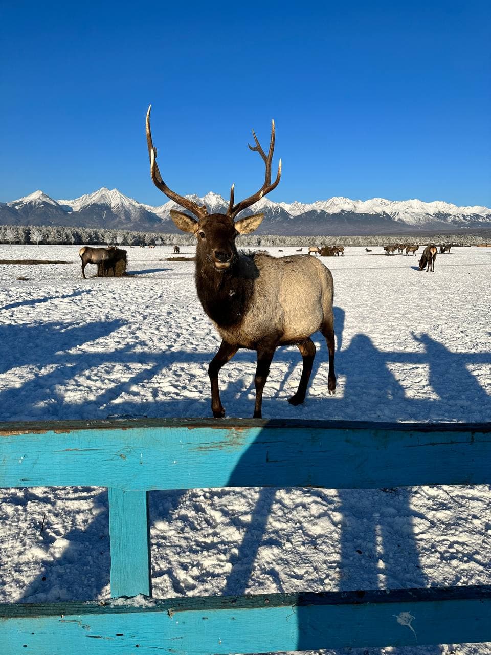 Однодневный тур в курорт Аршан из Иркутска с гидом - фото 1