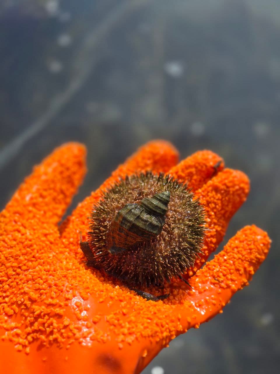 Эксклюзивная гастрономическая экскурсия «Охота на морского ежа» - фото 3
