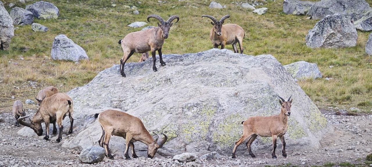 Безенги. Треккинг в сердце Кавказа 5 дней - фото 7