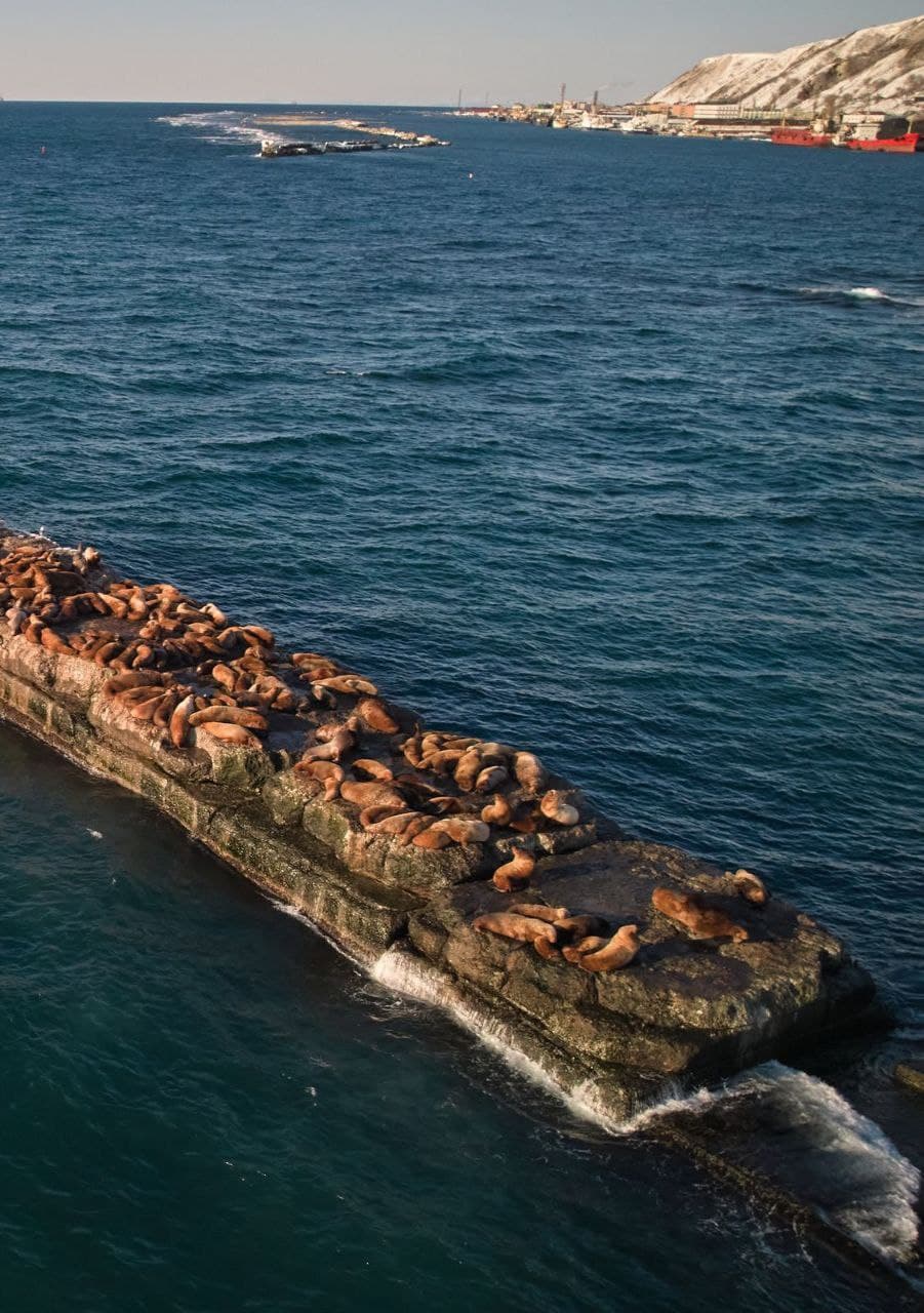 Что за лев этот Сивуч - фото 3