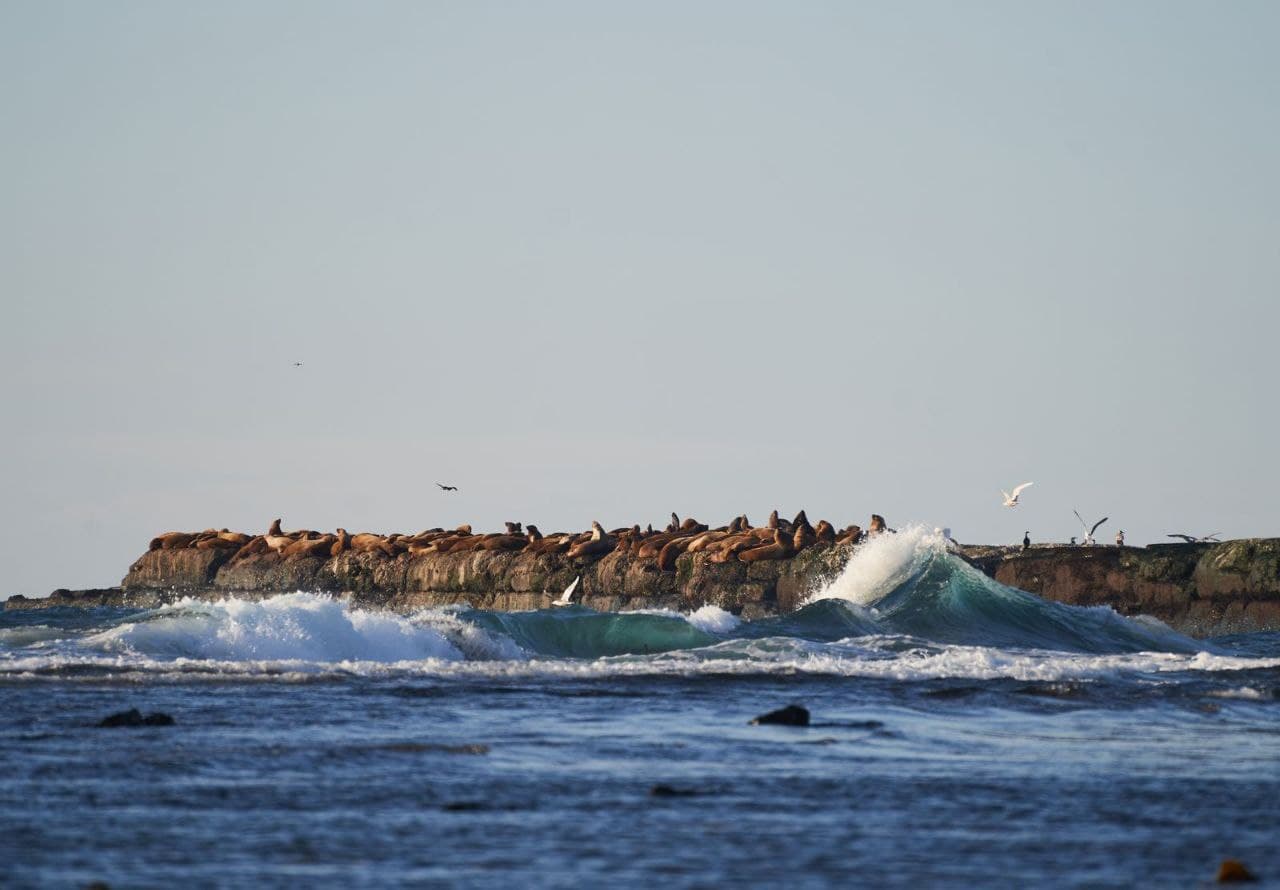 Что за лев этот Сивуч - фото 4