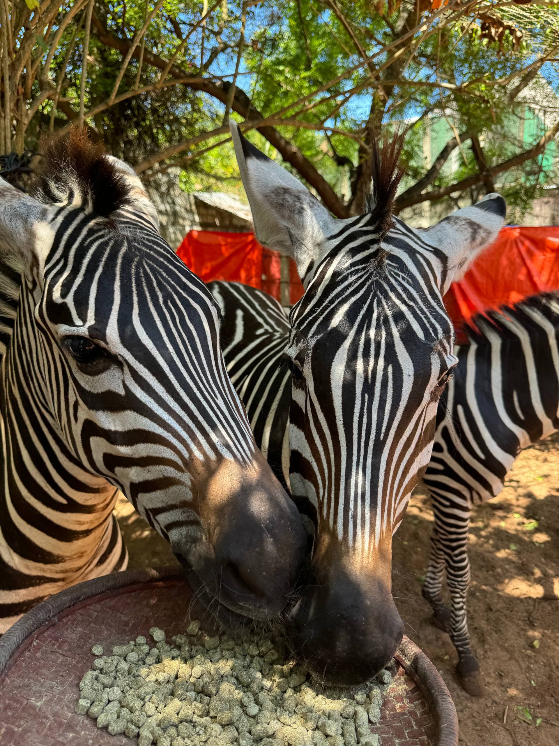 РАЙСКИЙ ЗАНЗИБАР И САФАРИ. ТАНЗАНИЯ ЖДЕТ ТЕБЯ - фото 5