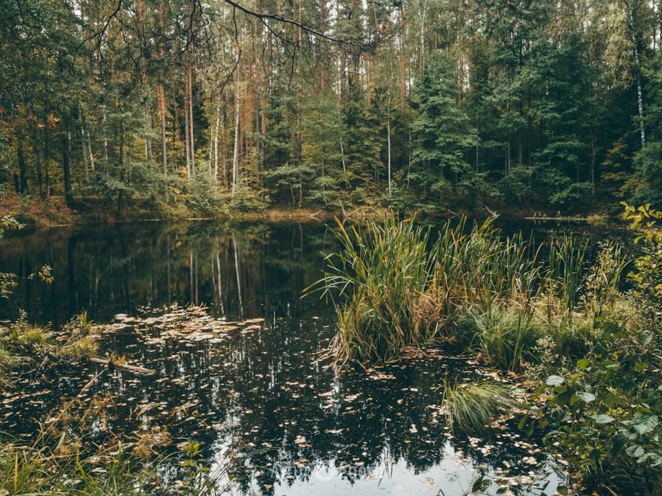 Экскурсия по национальному парку Марий Чодра - фото 3