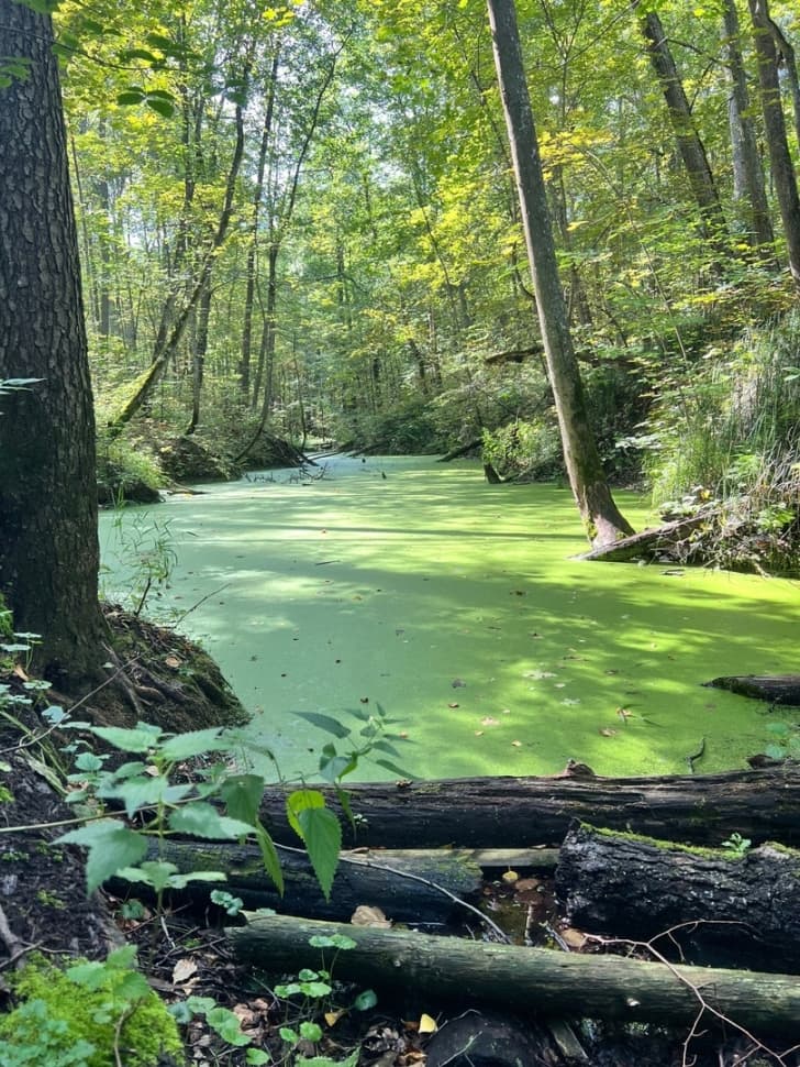 Экскурсия по национальному парку Марий Чодра - фото 7