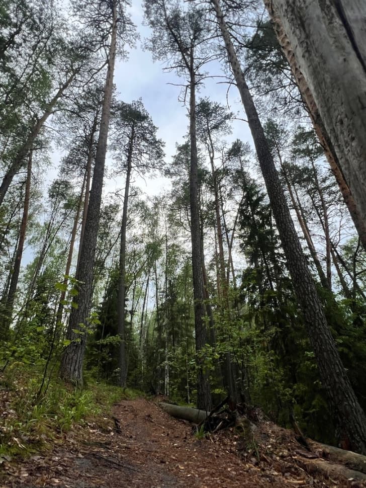 Экскурсия по национальному парку Марий Чодра - фото 16