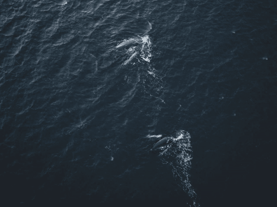 За китами на Кольский - фото 7