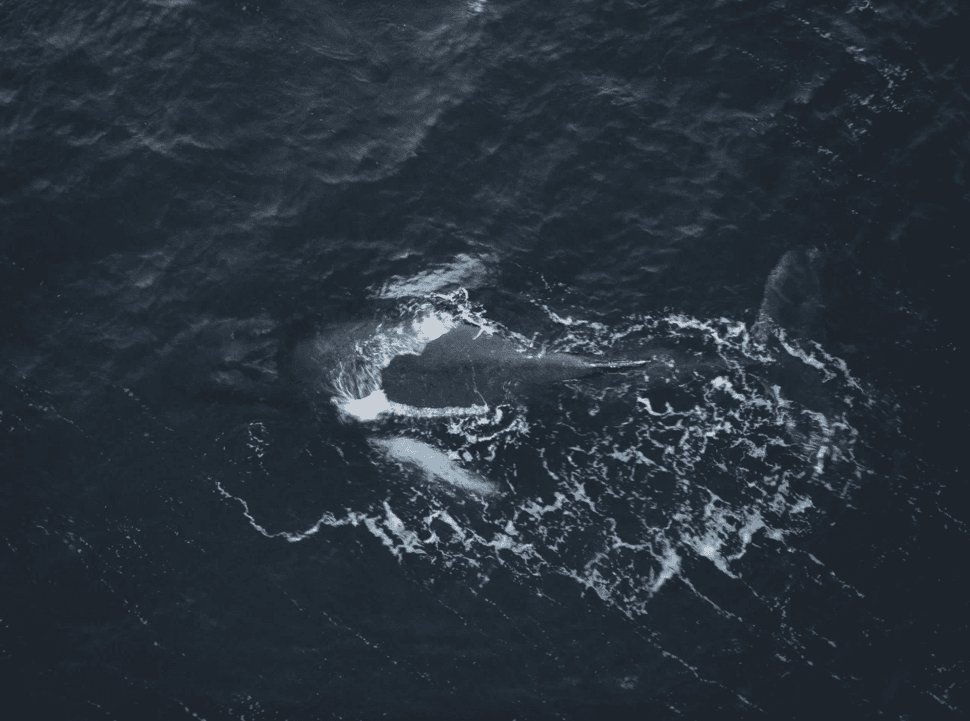 За китами на Кольский - фото 11